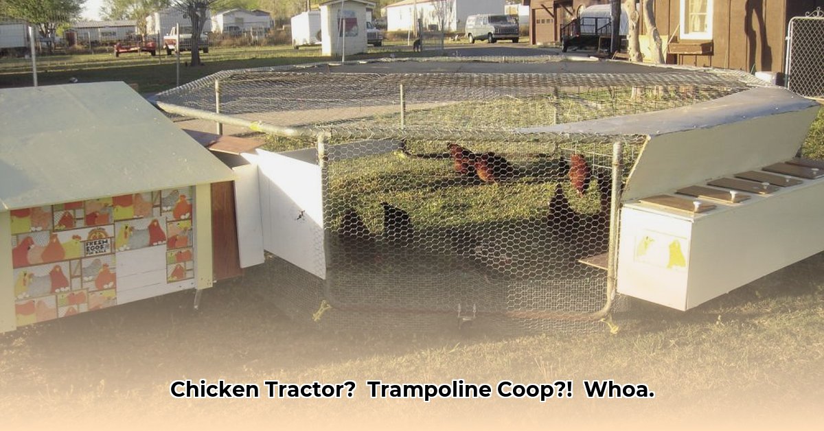 chicken-tractor-trampoline